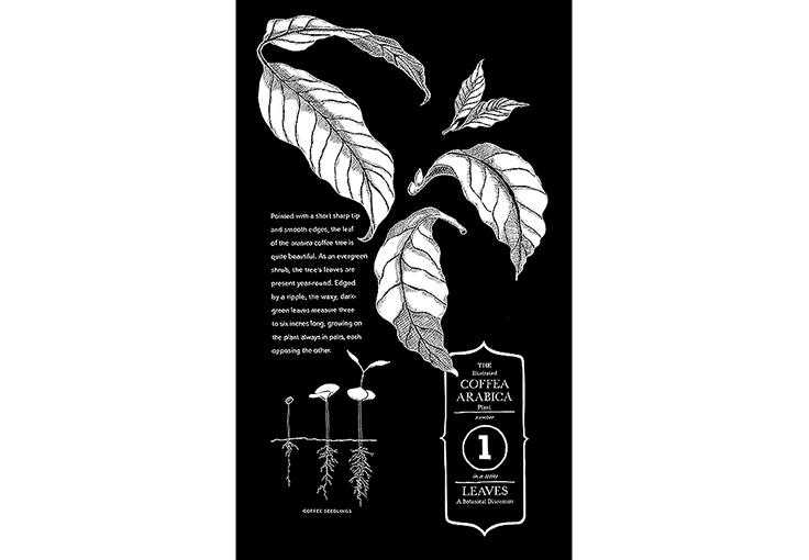 Botanical Plate of coffee leaves and their habit, Chalk pen, Starbucks Coffee Co.
