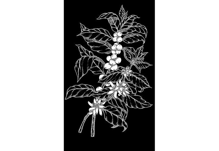 Illustration of coffee flowers and cherries on branch, Chalk pen, Starbucks Coffee Co.