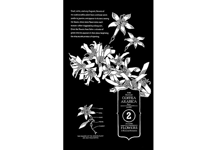 Botanical Plate of coffee flowers and their habit, Chalk pen, Starbucks Coffee Co.